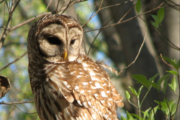 Mindful Birding at Historic Bethabara Park Photo