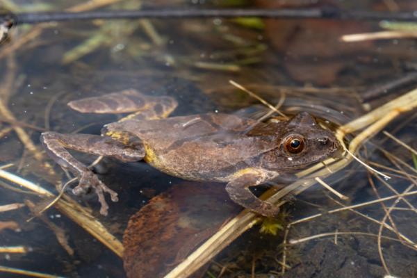 Frog Walk – Kids & Families (4pm - 5:30pm) Photo