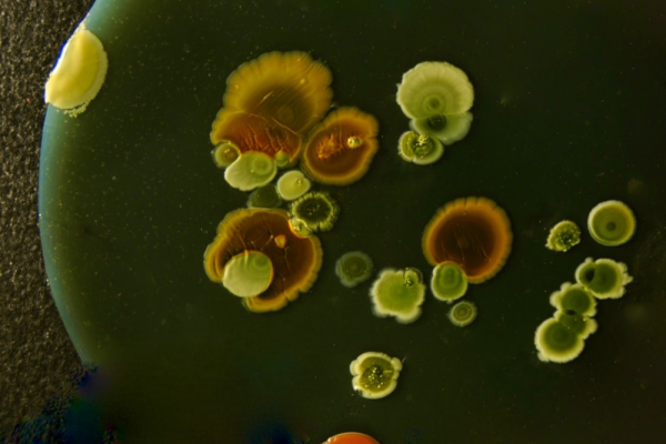 Photo by GUY GRANDJEAN on Unsplash Photo