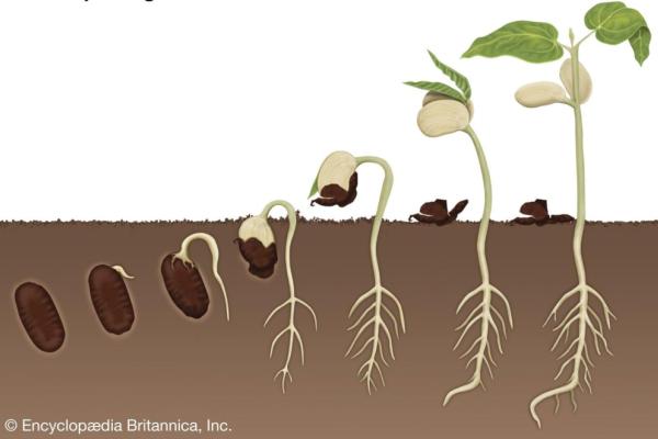 Really REALLY Free Market, Seed Swap and Skill Share Photo