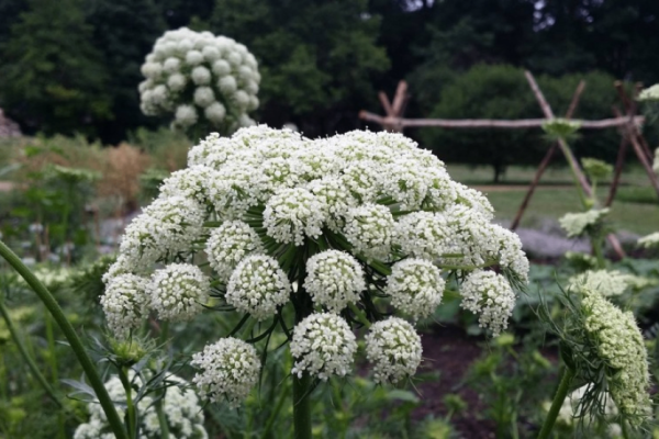 The Gardens of Old Salem Guided Tours: Umbellifers! Photo
