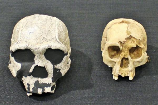 Human Evolution: Hot Topics in Paleoanthropology Photo