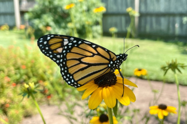 The Gardens of Old Salem: Friends of the Monarch - Milkweed! Photo