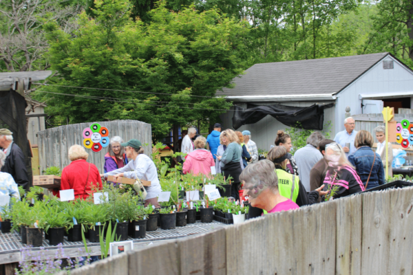 Plant Sale at the Tanglewood Arboretum Photo