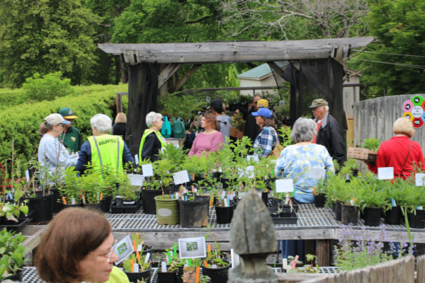 Plant Sale at the Tanglewood Arboretum Photo 2