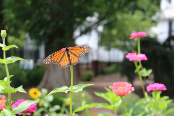 Creating a Pollinator Paradise - Arboretum Adult Education Photo