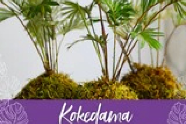 DIY - Kokedama WELLNESS STUDIO WORKSHOP Photo