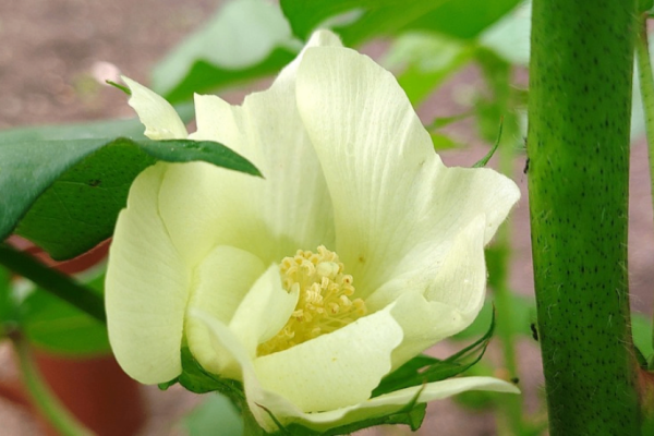 The Gardens of Old Salem Guided Tours: Mallows! Photo