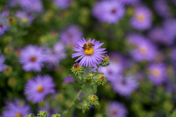 The Gardens of Old Salem: Guided Garden Tour - Asters! Photo