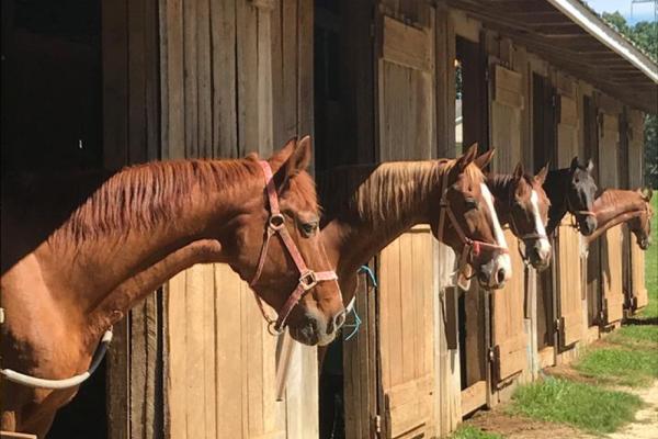 lesson barn Photo