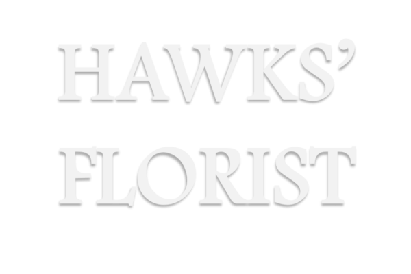 hawk Photo