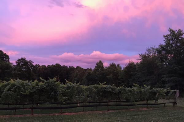 Vineyard at sunset Photo 2