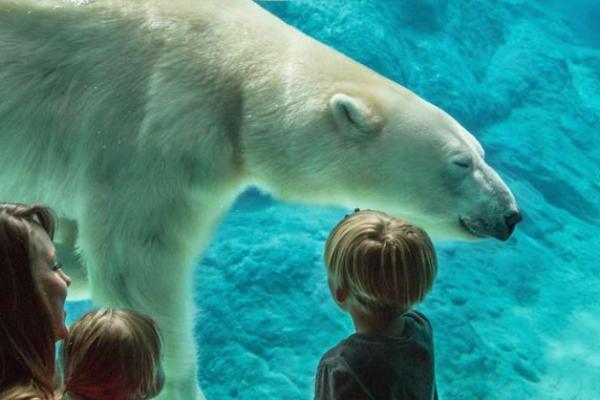 polar bear Photo