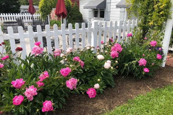 garden Photo 4