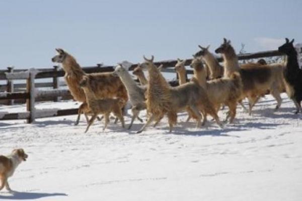 Divine_LLame_2.jpg Photo 2