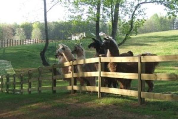 Divine_Llama_1.jpg Photo 3