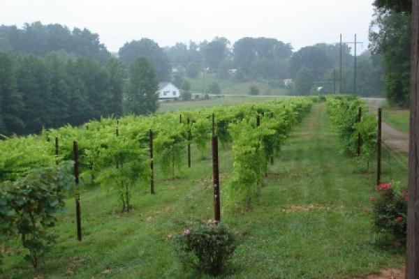 Carolina_Heritage_Vineyard_-_from_Winery.jpg Photo 2