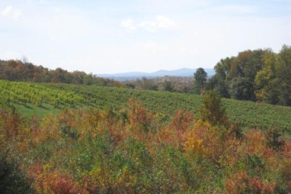 vineyard_pics_033.jpg Photo 2