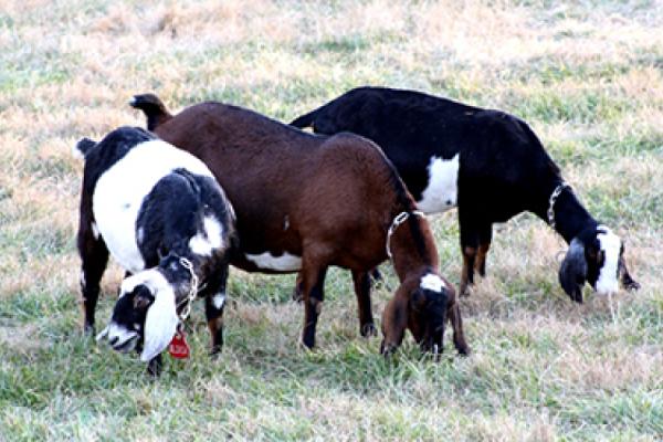 Buffalo-Creek-Farm-and-Creamery-(2).jpg Photo