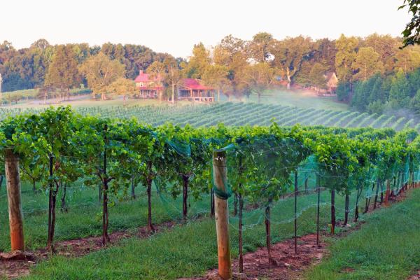 Yadkin Valley Photo