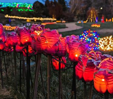 Ciener Botanical Gardens holiday blooms