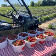 Strawberries at Mock Farms and Gardens in Lewisville, NC Photo