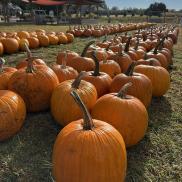 Fryes Creek Family Farm fall pumpkin patch Photo