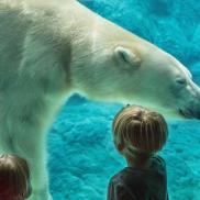 polar bear polar bear Photo