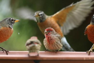 Birds in Winston-Salem