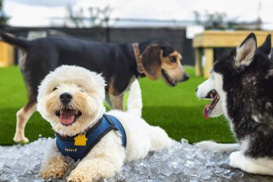 Tucker's Tap Yard in Winston-Salem is part dog park, part dog bar