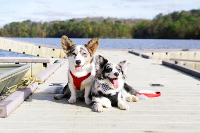 Navy Corgi at Salem Lake