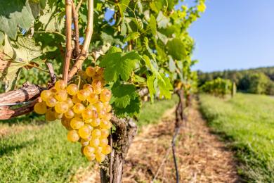 Pinot Grigio grapes on the vine for harvest at Raffaldini Vineyards near Winston-Salem.