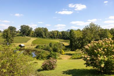 An aerial view of the vines at Jolo Winery &amp; Vineyards near Winston-Salem, North Carolina.