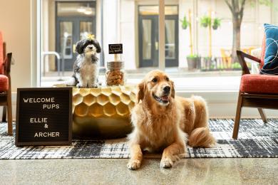 Dogs are greeted after arriving at Hotel Indigo