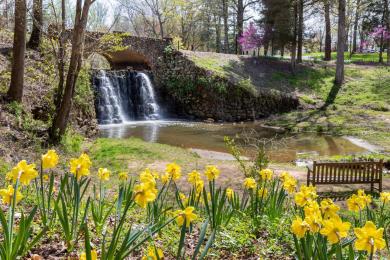 Spring daffodils bloom near small waterfall and stone bridge in park.
