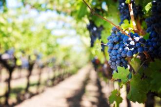 Wineries &amp; Vineyards