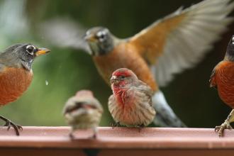 Birds in Winston-Salem