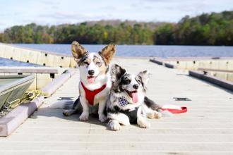 Navy Corgi at Salem Lake