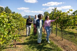 A group of 4 people explore through the vines at Jolo Vineyards