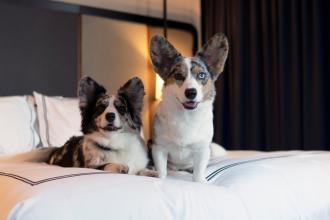 Two corgis sit on a bed in a room at the pet-friendly Kimpton Cardinal Hotel in downtown Winston-Salem.