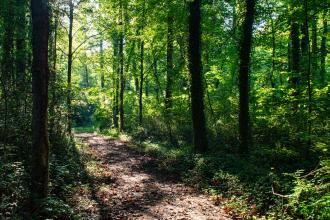 Historic Bethabara Mill Creek Trail loop