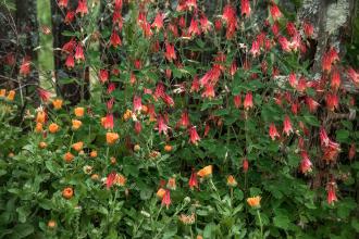 Watercolos in the Garden Photo