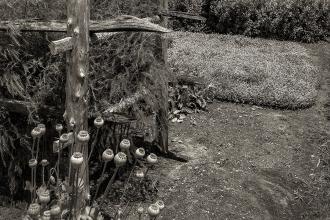 Dead, Down, Detached: The three D's of Conservation Photo