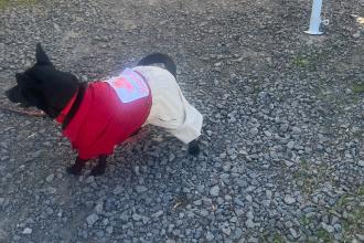 Howlin Halloween Doggie Costume Contest Photo