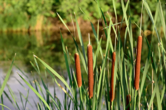Long Creek Trail Wetlands Walk in Bethania Photo