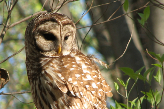 Mindful Birding at Historic Bethabara Park Photo