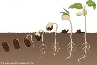 Really REALLY Free Market, Seed Swap and Skill Share Photo