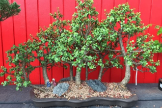 Bonsai Tree Workshop Photo