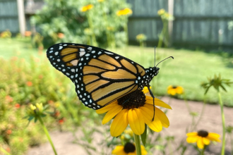 The Gardens of Old Salem: Friends of the Monarch - Pollinators! Photo