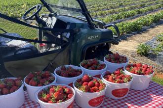 Strawberries at Mock Farms and Gardens in Lewisville, NC Photo